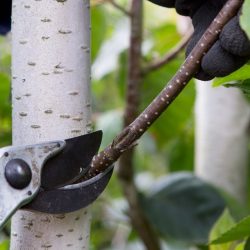 Remove small stems side shoots with secateurs Pruning Betula jacquemontii birch small deciduous tree removing cutting back side branches to raise crown of tree opening up open lifting lift branch cut stems  02/09/15 02/09/2015 020915 02092015 2 2nd September 2015 Late summer Sparsholt  College Hampshire Rosie Yeomans photographer Sarah Cuttle Pruning prune practical tasks seasonal maintenance step by step