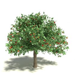 fruit-tree-form